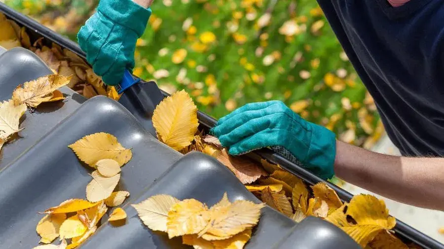 Gloved hands lifting soaked leaves out of a blocked gutter trough